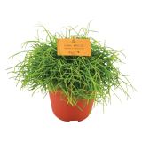 RIPSALIS CASSUTA CORAL BREEZE L10.5