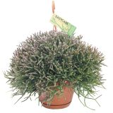 ZELENA RASTLINA RIPSALIS