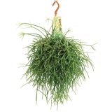 ZELENA RASTLINA RIPSALIS