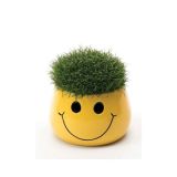 ZELENA RASTLINA SAGINA SUBULATA