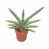 TAŠČIN JEZIK BONCEL L12