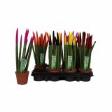 TAŠČIN JEZIK SPAGETTI L8.5 Z ŽAMETNO KONICO