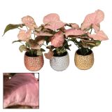 ZELENA RASTLINA SINGONIJ