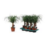 ZELENA RASTLINA SLONOVA NOGA L14