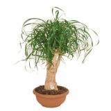 ZELENA RASTLINA SLONOVA NOGA L25