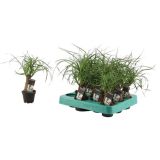 ZELENA RASTLINA SLONOVA NOGA L6