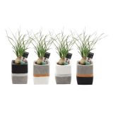 ZELENA RASTLINA SLONOVA NOGA L6 V OKRASNEM LONCU