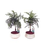 ZELENA RASTLINA SOBNA SMREKA NA STEBLU V OKRASNEM LONCU