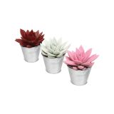 SUKULENT SOČNICE L9