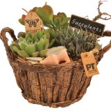 ZELENA RASTLINA SOČNICE