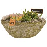 ZELENA RASTLINA SOČNICE