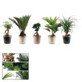 ZELENA RASTLINA SOČNICE