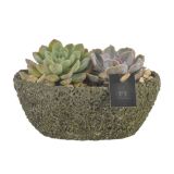 ZELENA RASTLINA SUHOLENTKI V OKR. LONCU