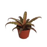 ZELENA RASTLINA TALNA ZVEZDA L9