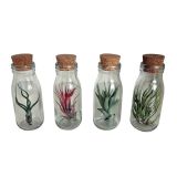 ZELENA RASTLINA TILANDSIA V STEKLENICI