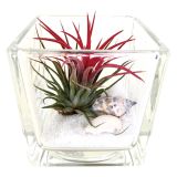 ZELENA RASTLINA TILLANDSIA V KVADRATNEM STEKLU