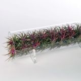 SOBNA ZELENA RASTLINA TILLANDSIA V VALJU