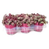 ZELENA RASTLINA TOLŠČICA MAGINALIS L12