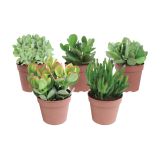 ZELENA RASTLINA TOLŠČICA MIX L11