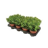 KRASULA TOLŠČICA OVATA L12