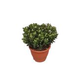 ZELENA RASTLINA TOLŠČICA OVATA MINOR L17