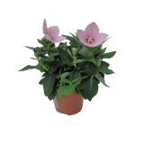 ZELENA RASTLINA VELECVETNI ZVONČNIK ASTRA PINK