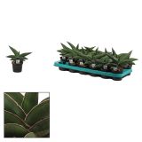 ZELENA RASTLINA VRVNICA, TAŠČIN JEZIK