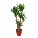 DREVO ŽIVLJENJA YUCCA L35