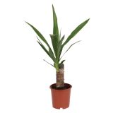 DREVO ŽIVLJENJA YUCCA L11