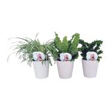ZELENA RASTLINA ZELENE RASTLINE MIX