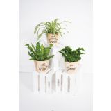 MIX ZELENIH RASTLIN MIX L10