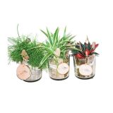 MIX ZELENIH RASTLIN V STEKLU L13