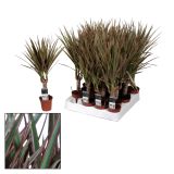 ZELENA RASTLINA ZMAJEVKA