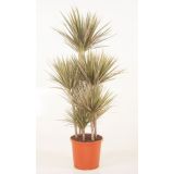 ZELENA RASTLINA ZMAJEVKA BICOLOR L32 90