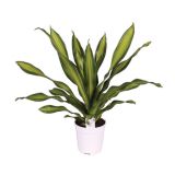 ZELENA RASTLINA ZMAJEVKA CHARLEY L24