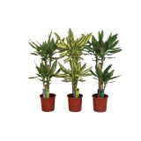 ZELENA RASTLINA ZMAJEVKA DVE STEBLI L17