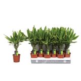 ZELENA RASTLINA ZMAJEVKA GOLDEN COAST L11