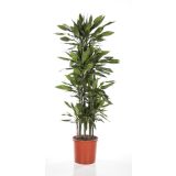 ZELENA RASTLINA ZMAJEVKA JANET L34 120