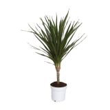 ZELENA RASTLINA ZMAJEVKA MARGINATA L11