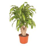 ZELENA RASTLINA ZMAJEVKA MASSANGEANA L27