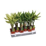 ZELENA RASTLINA ZMAJEVKA MIX L 11