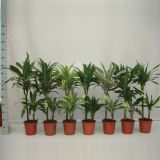 ZELENA RASTLINA ZMAJEVKA MIX L19