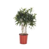 ZELENA RASTLINA ZMAJEVKA REFLEXA