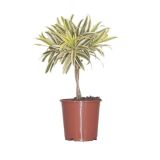 ZELENA RASTLINA ZMAJEVKA SONG OF INDIA