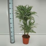 ZELENA RASTLINA ZMAJEVKA WHITE JEWEL L19