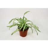 ZELENČICA ATLANTIC L12