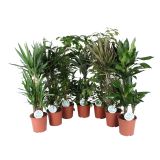 MIX ZELENIH RASTLIN MIX L21