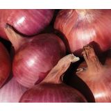 ZELENJAVNA SADIKA ČEBULA 9 KOS