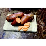 ZELENJAVNA SADIKA SLADEK KROMPIR L12