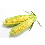 ZELENJAVNA SADIKA SLADKA KORUZA 6 KOS